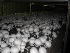 山東食用菌菌種的產(chǎn)業(yè)中心 濟陽縣的進出口貿易與行業(yè)發(fā)展
