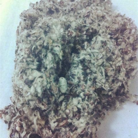 食用菌栽培原料與菌種制作材料探析 基于棉籽殼的應用及進出口視角